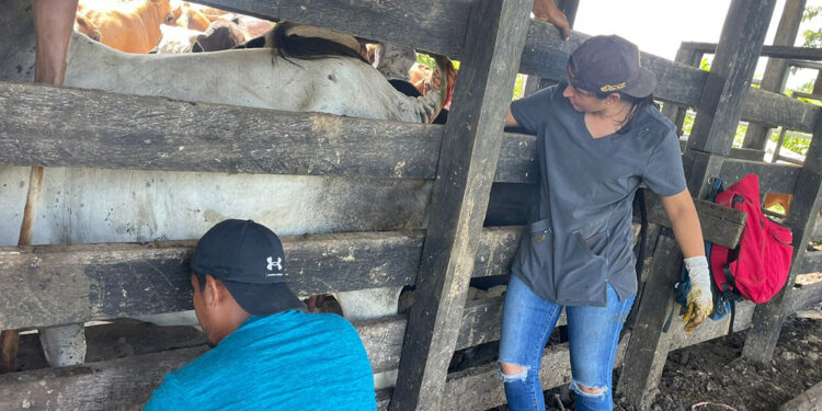 Capacitan a nuevos técnicos pecuarios