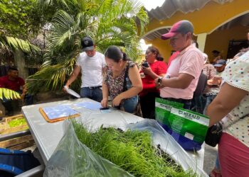 Centros educativos de El Progreso reciben pilones de hortalizas para huertos