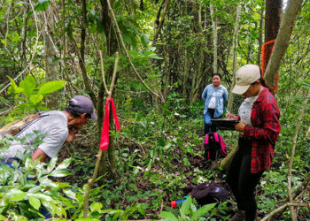 Continúa el apoyo a los silvicultores de Petén
