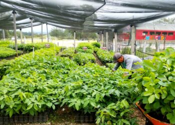 Continúa la entrega de plantas forestales en Petén