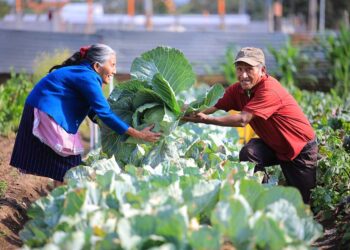 Día Mundial de la Agricultura: papel de las y los agricultores es vital para la vida