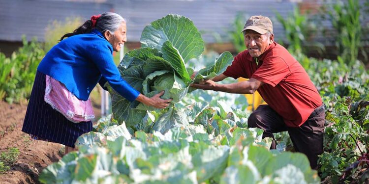 Día Mundial de la Agricultura: papel de las y los agricultores es vital para la vida