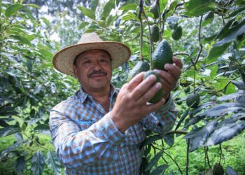 El aguacate florece al pie de los volcanes