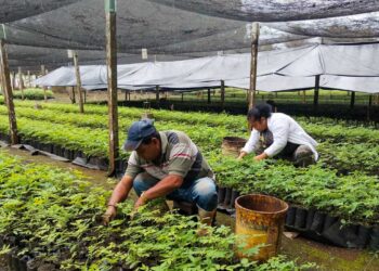 Fortalecen actividades productivas en los viveros forestales de Petén