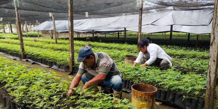 Fortalecen actividades productivas en los viveros forestales de Petén
