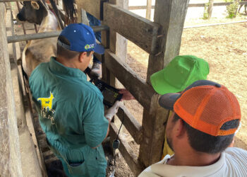 Ganaderos de Petén reciben asistencia técnica