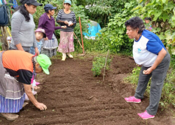 Implementan huertos familiares en San Bartolomé Milpas Altas