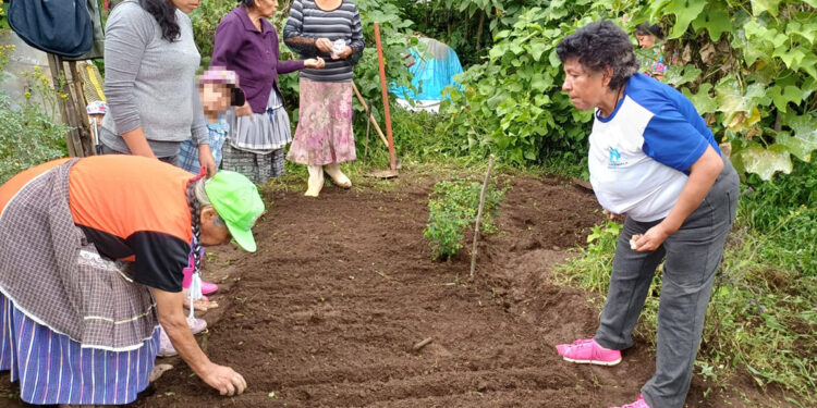 Implementan huertos familiares en San Bartolomé Milpas Altas