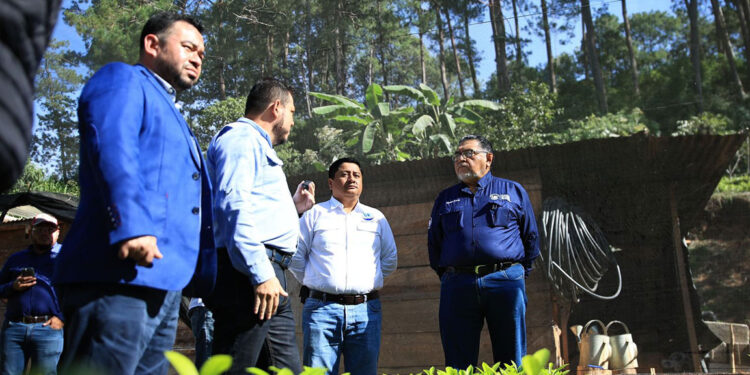 Integran Mesa Técnica para recuperar la cadena productiva de cardamomo