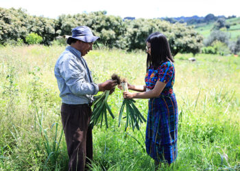 Jóvenes practican el extensionismo rural