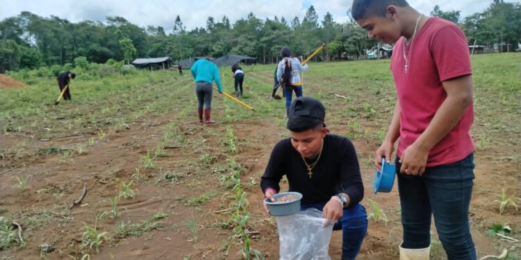 Jóvenes reciben apoyo técnico para siembra