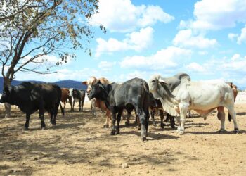 La clave para prevenir el gusano barrenador: revisión y curación de heridas en animales