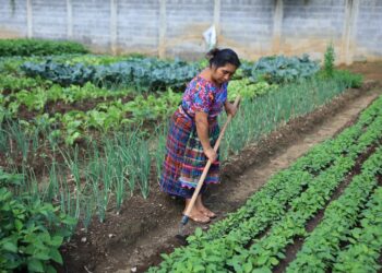 Los Huertos Familiares apoyan la seguridad alimentaria