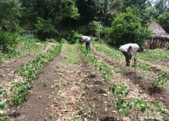 Monitorean existencia de plagas y enfermedades en Zona de Adyacencia
