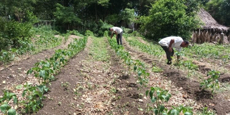 Monitorean existencia de plagas y enfermedades en Zona de Adyacencia