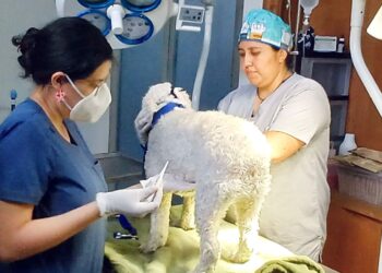 Por un futuro libre de dolor y enfermedad para nuestros animales