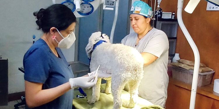 Por un futuro libre de dolor y enfermedad para nuestros animales