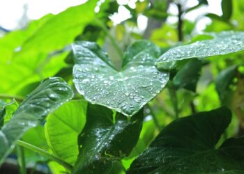 Prácticas agropecuarias para enfrentar el exceso de agua por lluvia