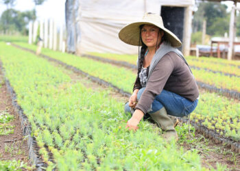 Producción Agroforestal