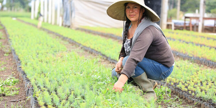 Producción Agroforestal