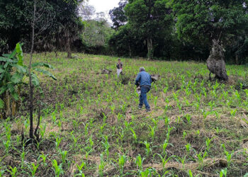 Realizan visita técnica de seguimiento a cultivo del maíz