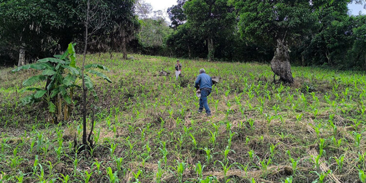 Realizan visita técnica de seguimiento a cultivo del maíz
