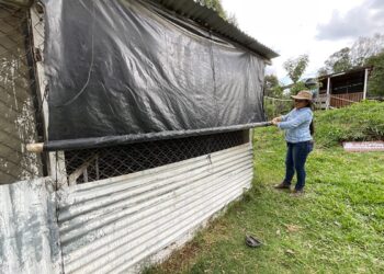 Recomendaciones agropecuarias ante onda tropical que ocasiona lluvias fuertes