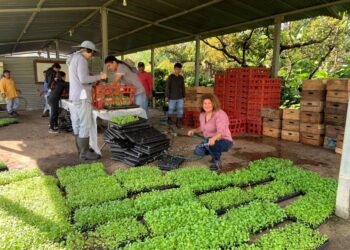 Se entregan pilones de hortalizas para implementar huertos escolares