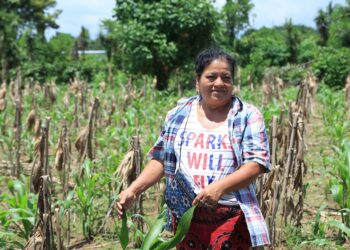 Seguro Agropecuario respalda a 70 mil pequeños productores