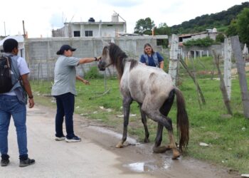 Jalapa: Será sancionado el propietario de equino que fue localizado en estado físico crítico