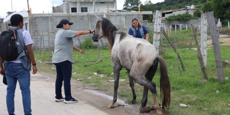 Jalapa: Será sancionado el propietario de equino que fue localizado en estado físico crítico