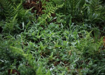 Tome en cuenta las condiciones climáticas de esta semana para su actividad agrícola