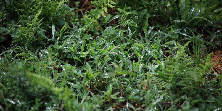 Tome en cuenta las condiciones climáticas de esta semana para su actividad agrícola