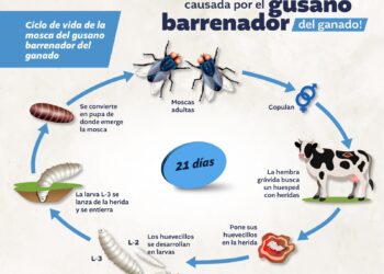 Acciones preventivas: conozca el ciclo de vida de la mosca del gusano barrenador