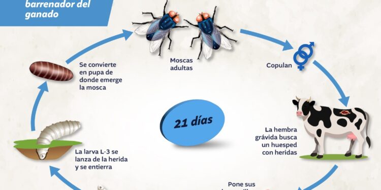 Acciones preventivas: conozca el ciclo de vida de la mosca del gusano barrenador