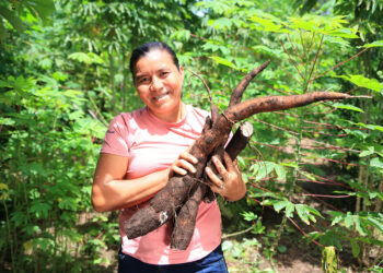 A la yuca también se le conoce como mandioca