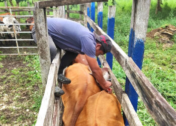 Apoyan a pequeños productores con inseminación artificial de ganado vacuno