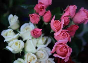 Aprenda aspectos básicos del cultivo de rosas