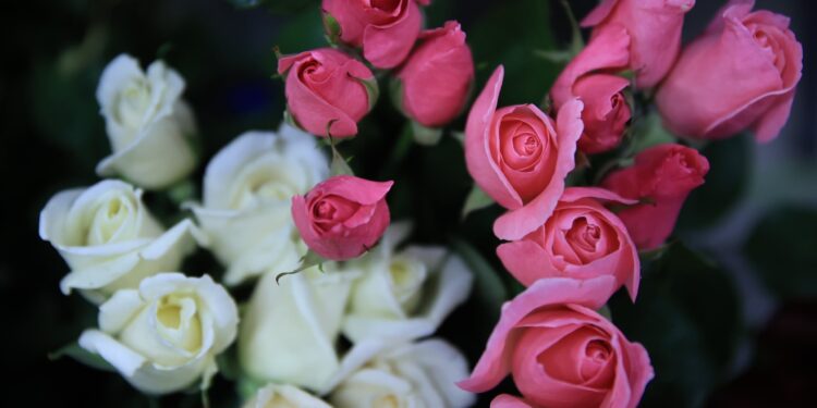 Aprenda aspectos básicos del cultivo de rosas