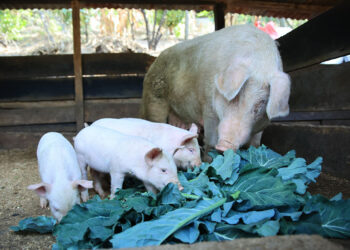 Aprenda de la crianza de cerdos de patio