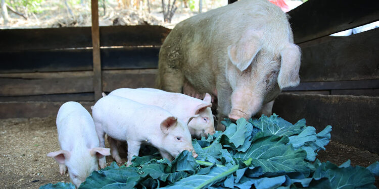 Aprenda de la crianza de cerdos de patio