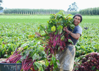 Aprenda el cultivo de la remolacha