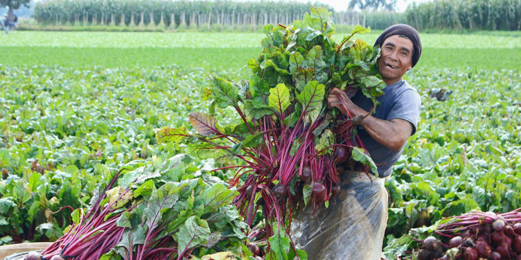 Aprenda el cultivo de la remolacha