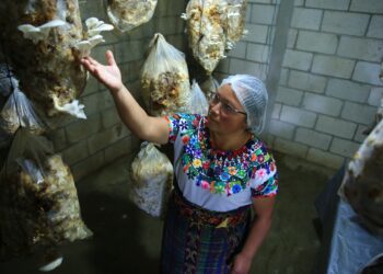 Aprovechan potencial del cultivo de hongo ostra