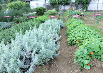 Así es un huerto de plantas medicinales