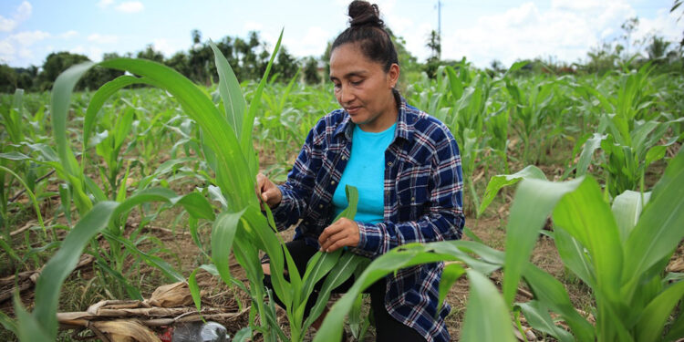 Así funciona el Seguro Agropecuario
