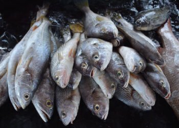 Beneficios de comer pescado