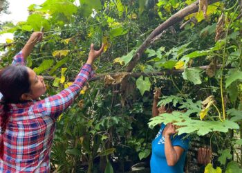 Brindan asistencia a productores rurales de Zona de Adyacencia