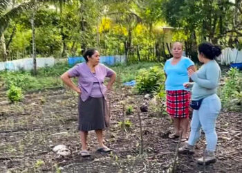 Brindan asistencia técnica en parcela demostrativa de Nueva Alianza, Poptún