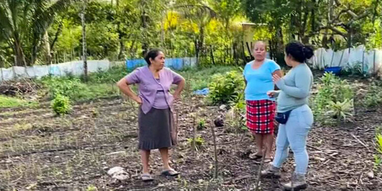 Brindan asistencia técnica en parcela demostrativa de Nueva Alianza, Poptún